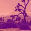 Maybe California