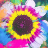 SUMMER-OF-2025-COLOURS-Pica-scaled Summer of 2025