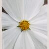 White Beauty