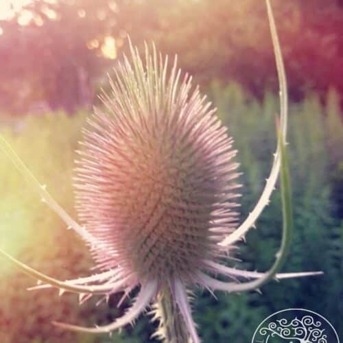 Thistle Vibes