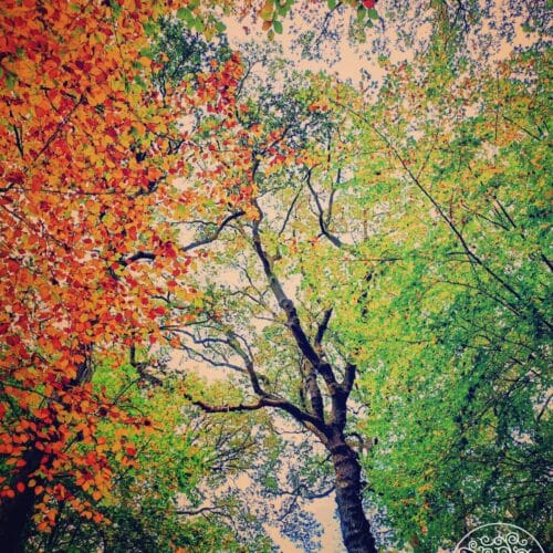 Indian Summer