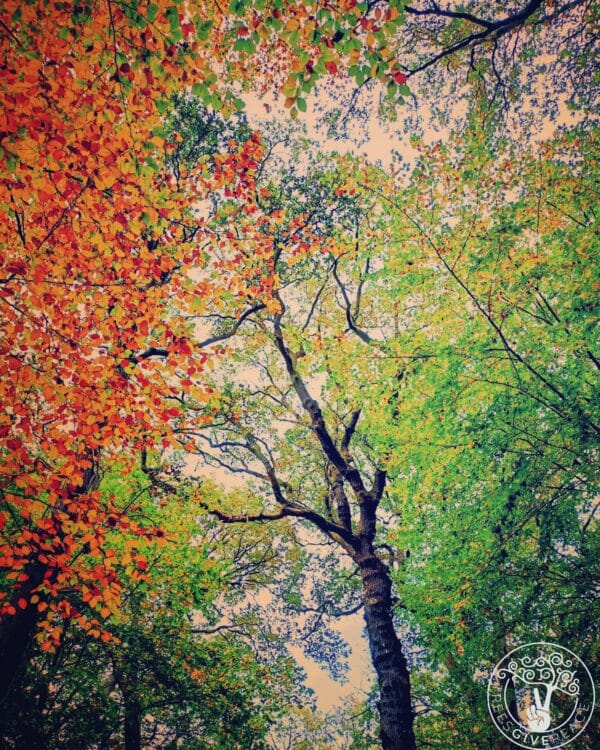 53-indian-summer-scaled Indian Summer