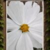 691281469_831896703298383_11149442459914057_n White Beauty