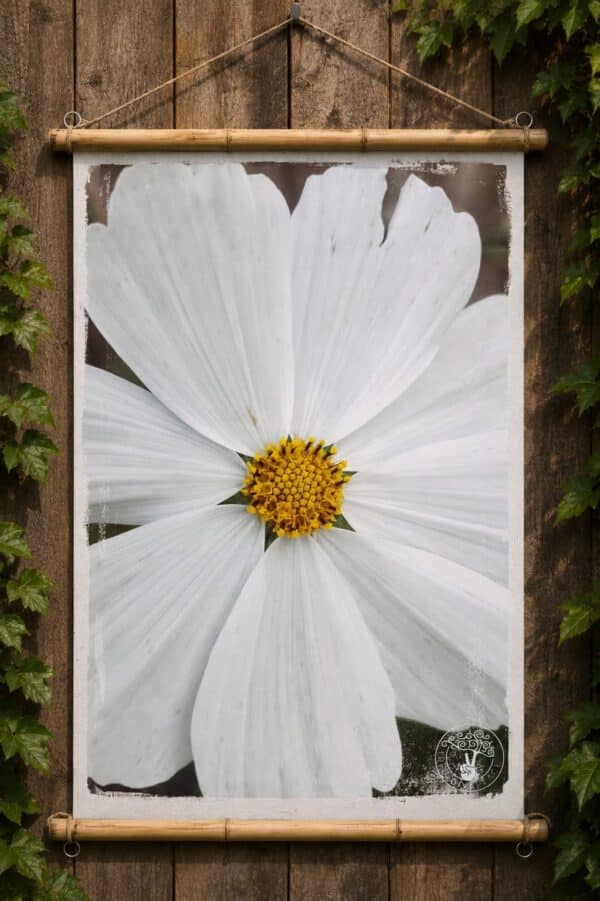 691281469_831896703298383_11149442459914057_n White Beauty