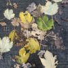 ART IN NATURE LOGO-pica Art in Nature