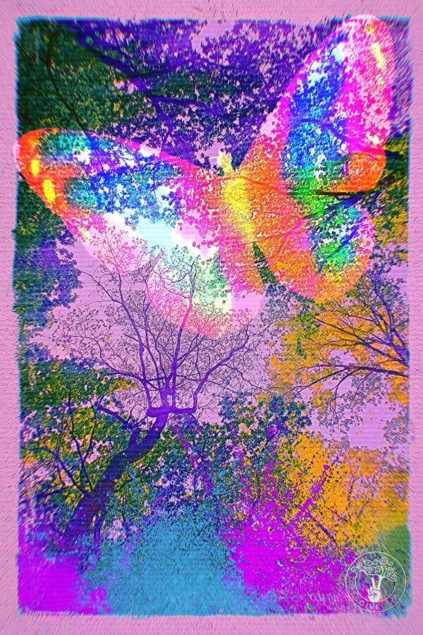 BUTTERFLY LOGO Bohemian Butterfly