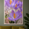 Copilot_20260304_161802 Crocus Vibes