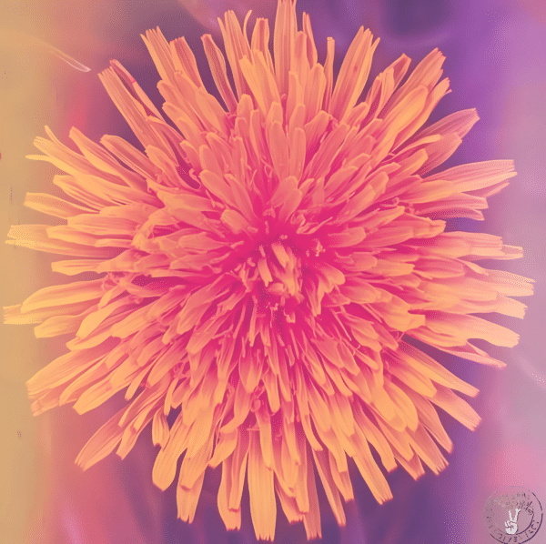 Dandelion