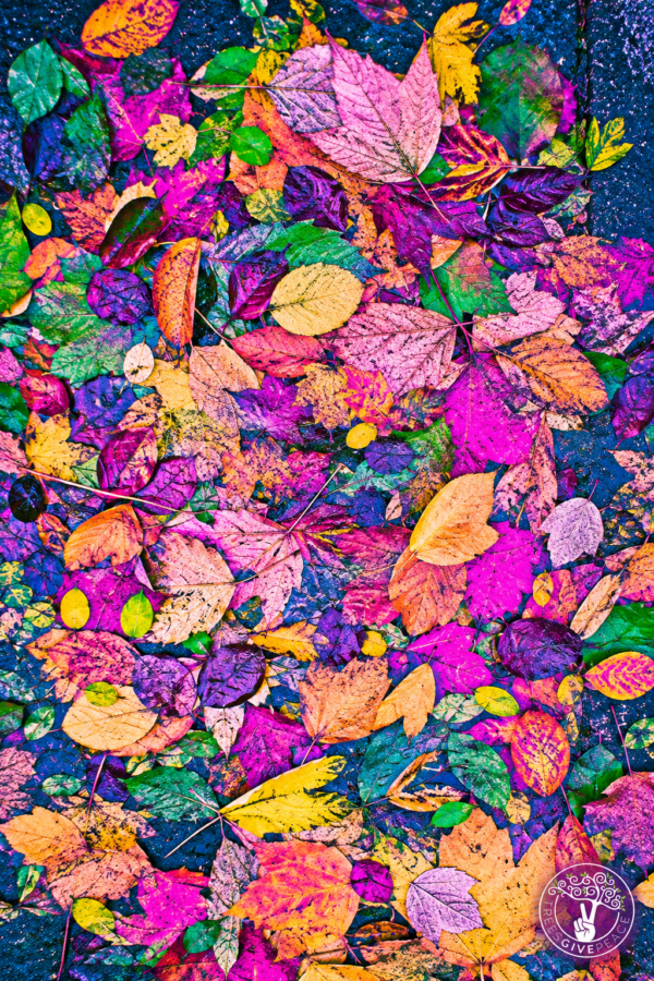 ELECTRIC FALL LOGO Electric Fall