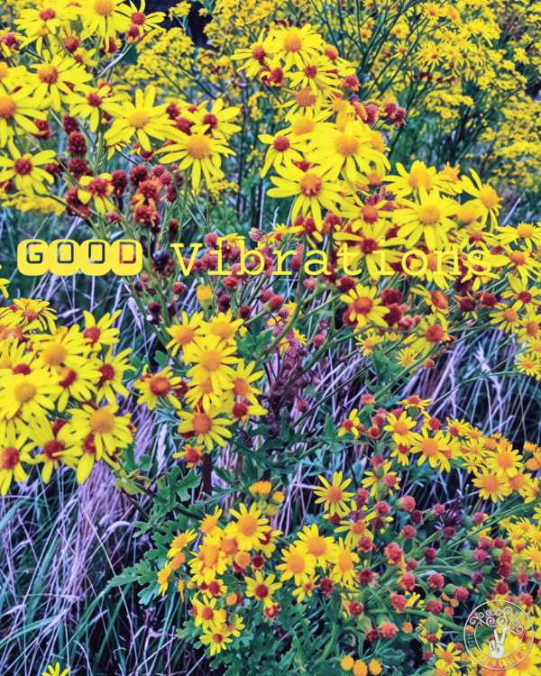 Good Vibrations