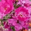 Heart & Soul