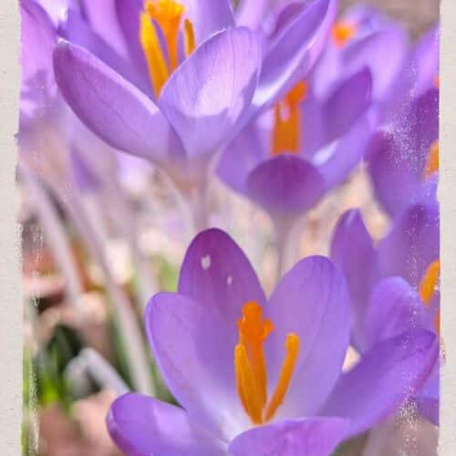 Crocus Vibes