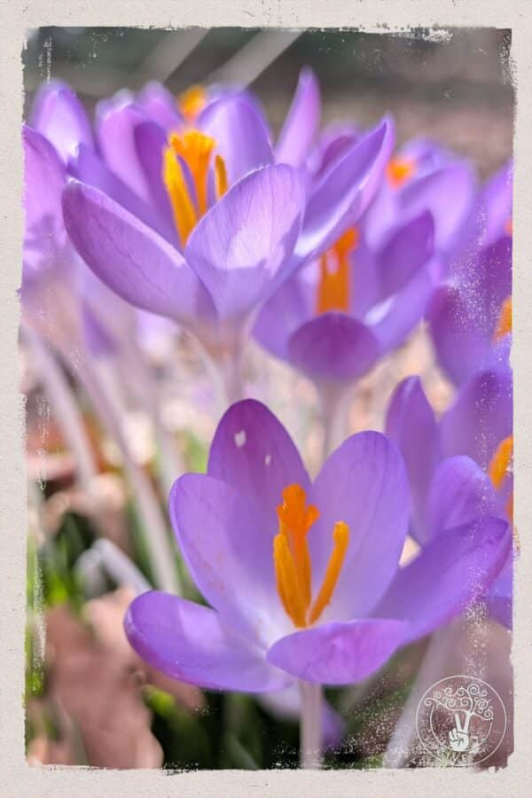 KROKUS-LOGO Crocus Vibes