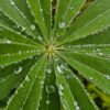 LET-IT-RAIN-GREEN-LOGO-1 Let it Rain