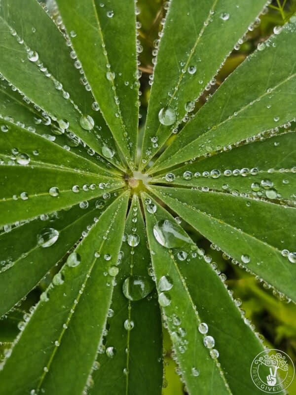 LET-IT-RAIN-GREEN-LOGO-1 Let it Rain