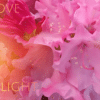 LOVE AND LIGHT LOGO-pica Love and Light
