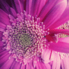 PINK PASSION LOGO-pica Pink Passion