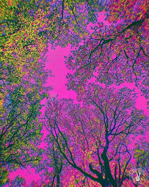 PINK SPRING LOGO Pink Spring