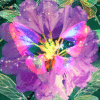 PURPLE-BLISS-LOGO-pica-scaled Purple Bliss