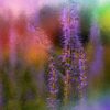 PURPLE-HAZE-LOGO-scaled Purple Haze