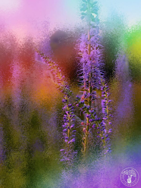 PURPLE-HAZE-LOGO-scaled Purple Haze