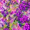 Purple Rhapsody