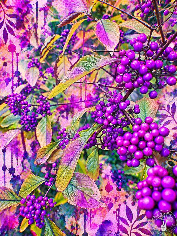 Purple Rhapsody