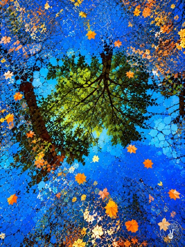 Reflections of Nature