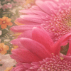 Roze-gerbera-op-canvas-kussen Go with the Flow