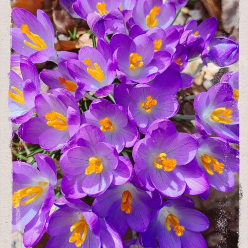 Springfever
