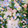 SPRINGLOVE-LOGO-pica-scaled-2 Springlove