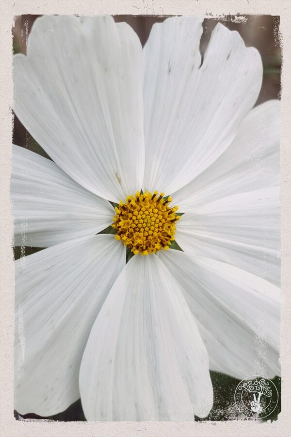 White Beauty