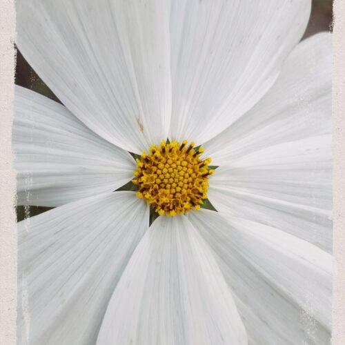 White Beauty