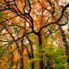 Wild Wood