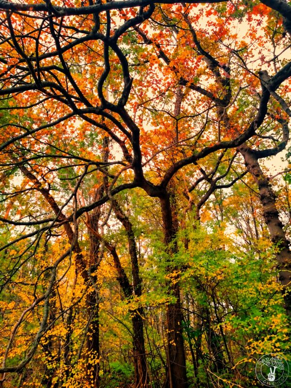Wild Wood